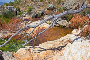 Small Mountain Stream in South Africa