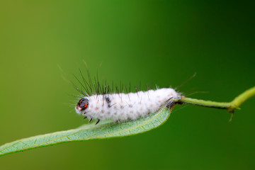 Infection beauveria bassiana insects, zombie on plants