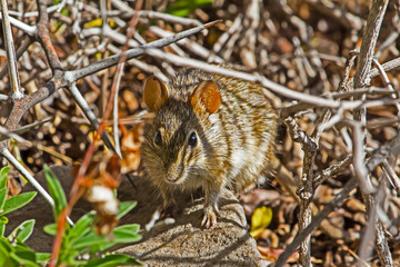 Alert Small Four-Striped Grass Mouse 