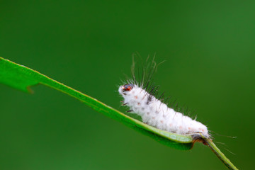 Infection beauveria bassiana insects, zombie on plants