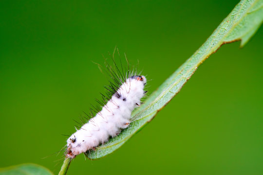 Infection Beauveria Bassiana Insects, Zombie On Plants