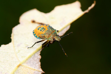 black stinkbug larvae on green leaf