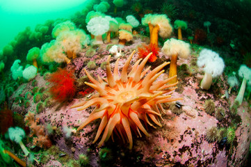 Fototapeta na wymiar Underwater seascape and sea anemone in the St-Lawrence Estuary