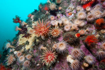 Fototapeta premium Underwater seascape and sea anemone in the St-Lawrence Estuary