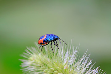 black stinkbug larvae on green leaf