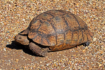 Adult Leopard Tortoise on gravel
