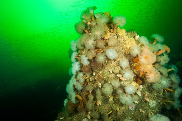 Frilled Anemones, marine sponge and Sand Eels in background underwater at Bonaventure Island in...