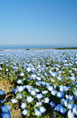 Nemophila (Baby Blue Eyes) field at Hitachi Seaside Park, Hitachinaka, Ibaraki, Japan
