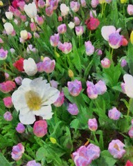 Hand drawing watercolor art on canvas. Artistic big print. Original modern painting. Acrylic dry brush background.  Wonderful tulip field landscape. Beautiful view. Charming resort.    