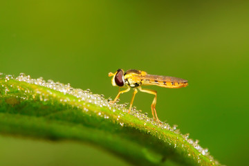 Big lacewing flies larvae - aphid lions