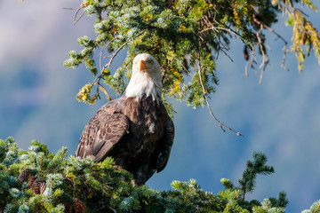 Eagle in a tree in Haines Alaska