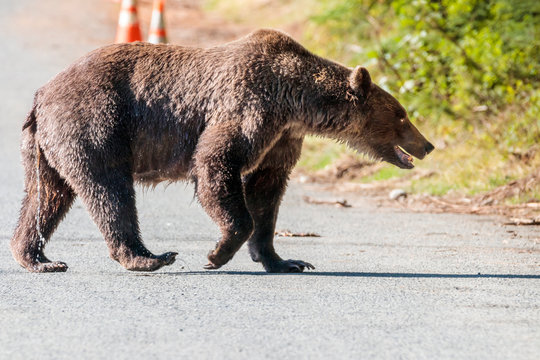 Bear crossing the road in Haines Alaska