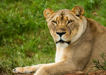 Fototapeta premium Lioness waiting for nightfall