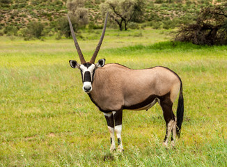 Oryx in nature 