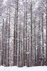 Fototapeta premium 冬のカラマツ林