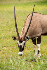 Oryx in nature 
