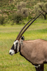 Oryx in nature 