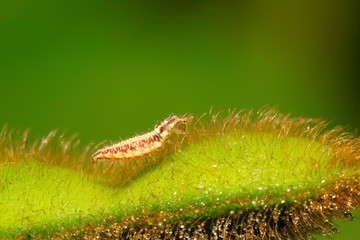 Big lacewing flies larvae - aphid lions