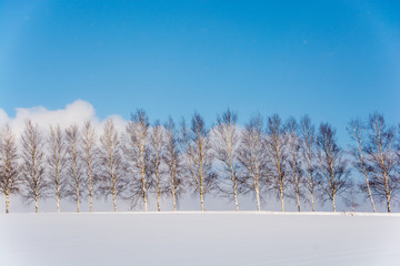 冬の青空とシラカバ並木　美瑛町