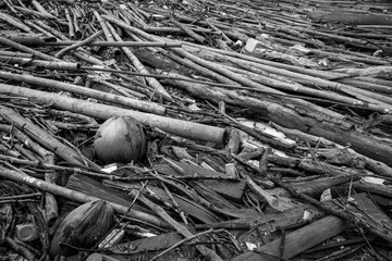 Pile of dried bamboo, coconut, and rope after flood. Grey picture of old wood. decadent wood. worthless and useless concept. Hopeless and despair concept. Time with the change of things. - obrazy, fototapety, plakaty