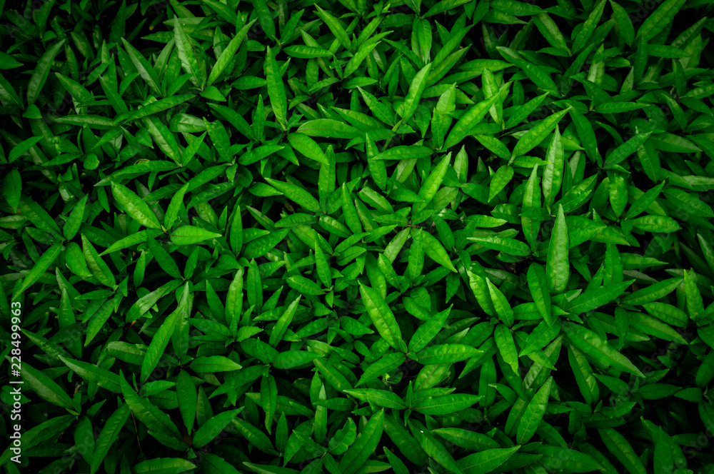 Canvas Prints top view of green leaves texture background. green leaves with beautiful pattern in jungle for organ