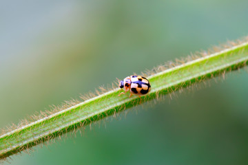 ladybug on green plant