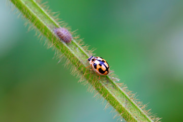 Fototapeta premium ladybug on green plant
