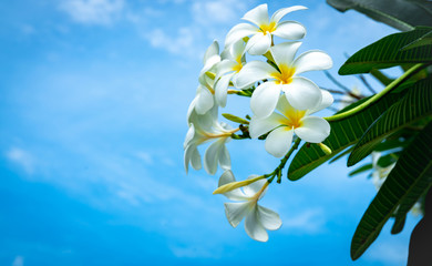 Frangipani flower (Plumeria alba) with green leaves on blue sky background. White flowers with yellow at center. Health and spa background. Summer spa concept. Relax emotion.  White flower blooming.