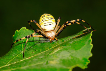 spider
