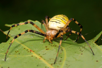spider