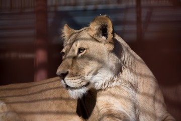 wild lioness at the zoo