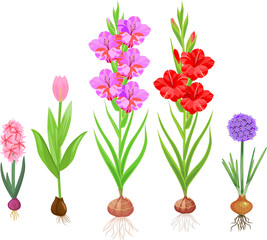 Set of different flowering bulbous plants with root system isolated on white background