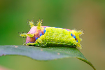 thorn moth larvae