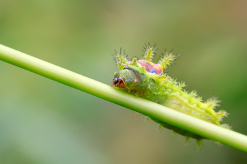 thorn moth larvae
