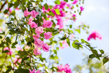 Blooming flower bougainvillea in the garden.