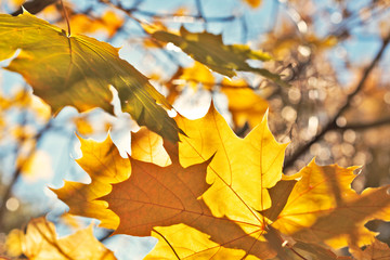 Maple leaf in sunlight and blue sky