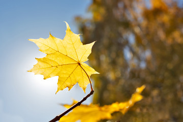Maple leaf in sunlight and blue sky