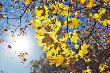 Obraz na płótnie Canvas Maple leaf in sunlight and blue sky