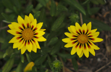 Small wild yellow flowers