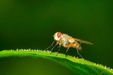 closeup of flesh fly