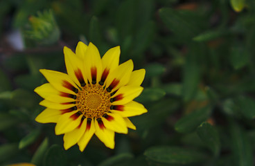 Small wild yellow flower