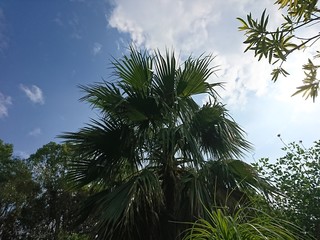 Palm