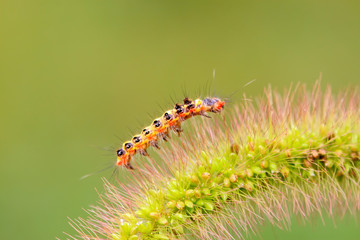 cute caterpillar on green leaf