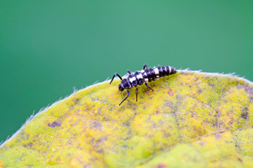 ladybug larvae