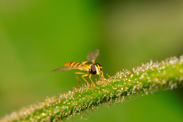 syrphidae insects
