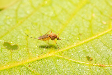 mosquito
