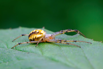 spider