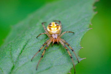 spider