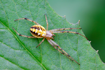 spider