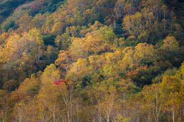 長野県栂池高原の紅葉